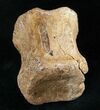 Edmontosaurus (Hadrosaur) Caudal Vertebrae - Montana #13325-2